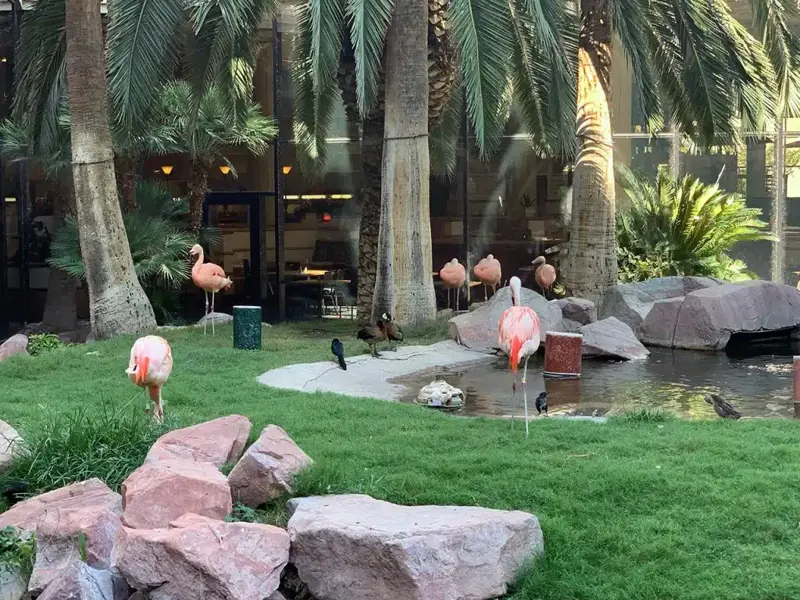 Flamingo Tuin 1024X768