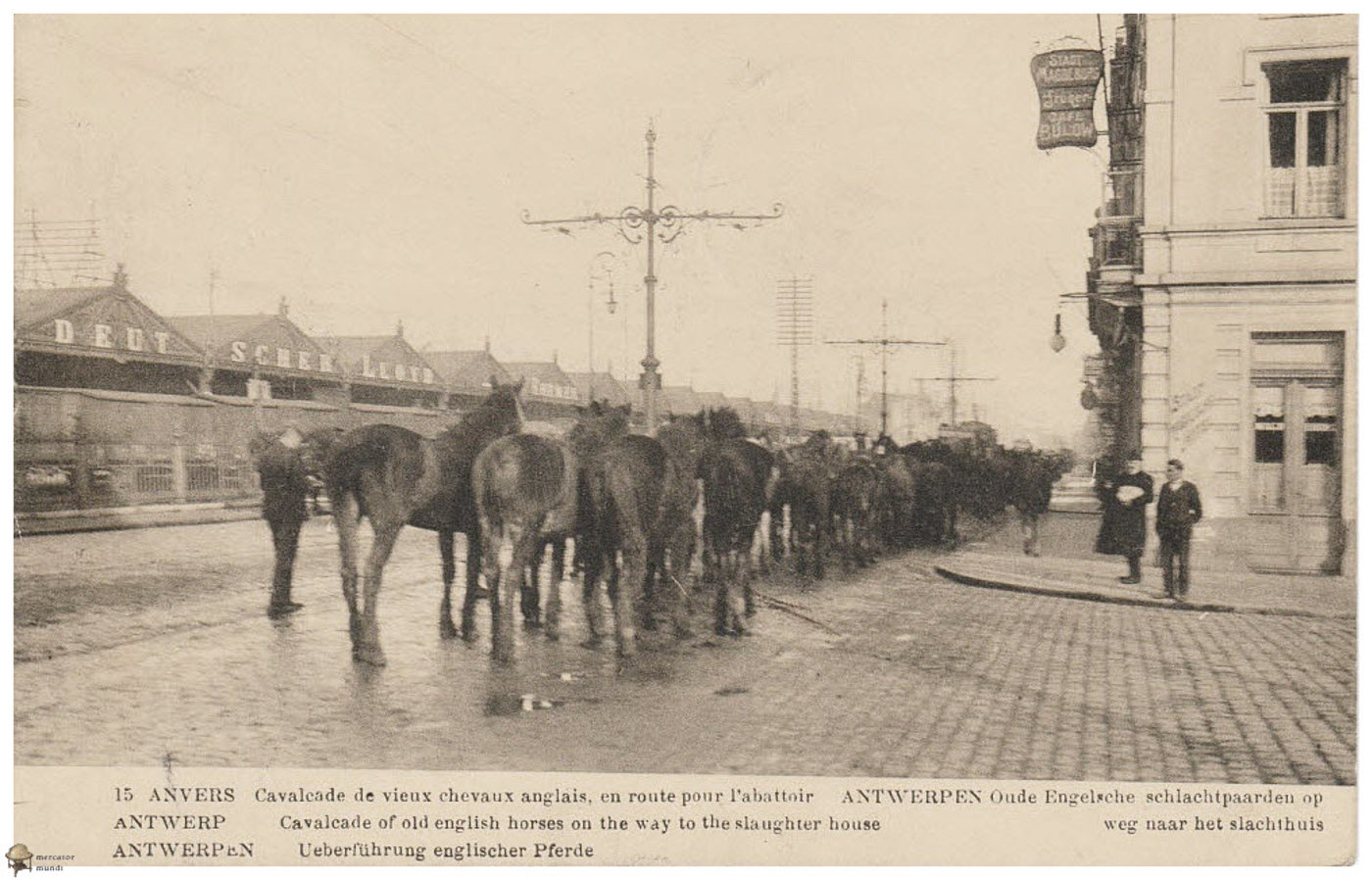 Paarden In Antwerpen Bij Het Abattoir