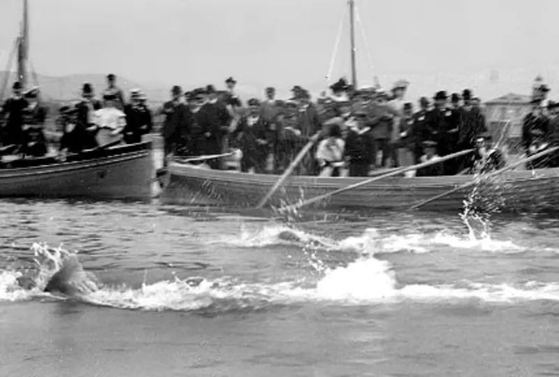 Swimming 1896